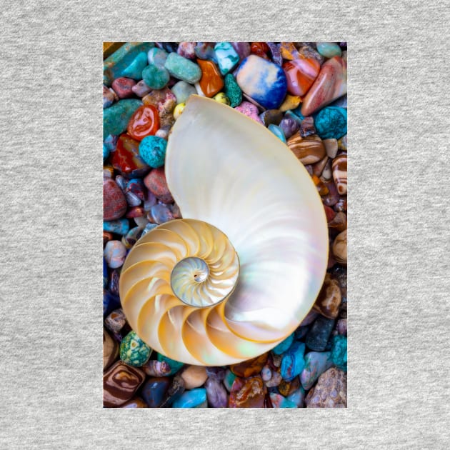 Nautilus Shell On Colorful Stones by photogarry